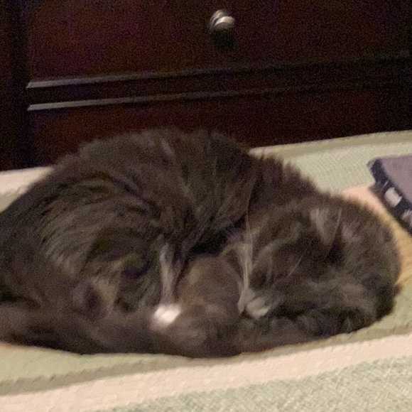 Pardon our fur! - Picture 2 of 3